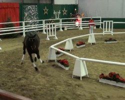 dressage horse Scavi Noir (Rhinelander, 2009, from Sir Donnerhall I)