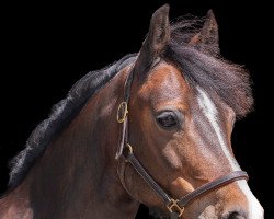 dressage horse Pentyparc Delight (Welsh-Cob (Sek. C), 2010, from Nebo Taran)