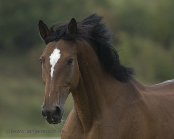 broodmare Ravienna 3 (Hanoverian, 2001, from Rabino)