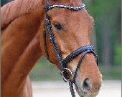 dressage horse London Harry (Oldenburg, 2005, from Londonderry)