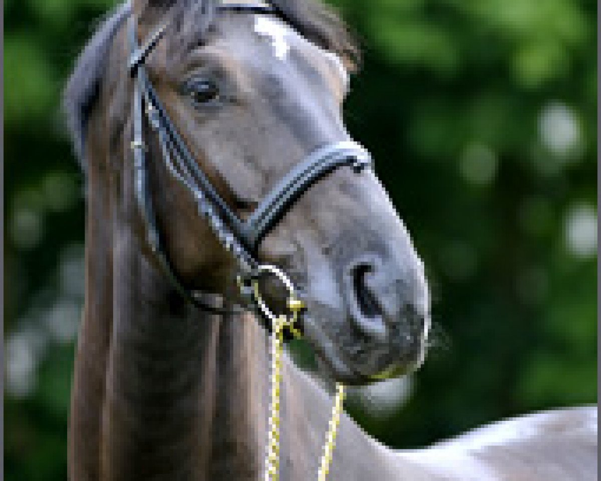 Dressurpferd Black Desert (Hannoveraner, 2004, von Desert Moon)