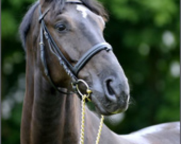 dressage horse Black Desert (Hanoverian, 2004, from Desert Moon)