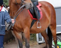 Zuchtstute Firwood's Nancy (Welsh Pony (Sek.B), 1992, von Kortehoeve's Arthur)