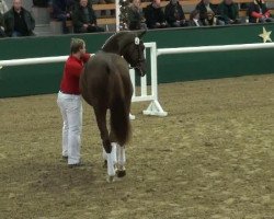 Springpferd FS Arango (Rheinländer, 2009, von Alvarino 2)