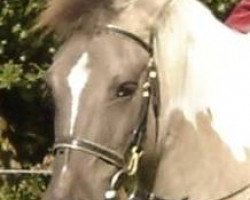 broodmare Jenny (Lewitzer, 1994)