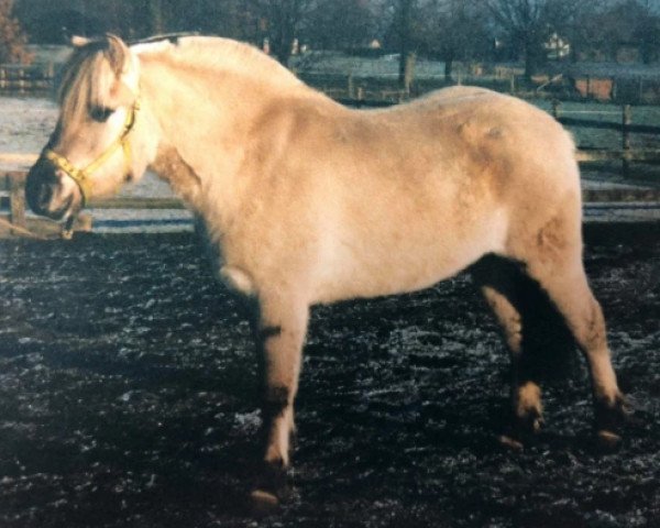 Zuchtstute Maigråa (Fjordpferd, 1993, von Hertug N.2523)