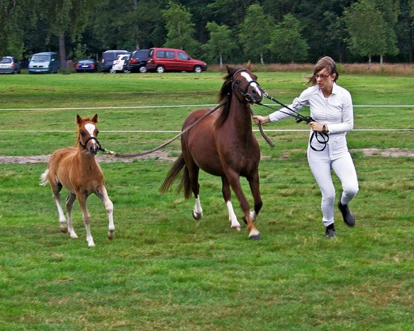 broodmare Rosalyn (Welsh mountain pony (SEK.A), 2005, from Rian's Fleurop)