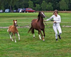 Zuchtstute Rosalyn (Welsh Mountain Pony (Sek.A), 2005, von Rian's Fleurop)