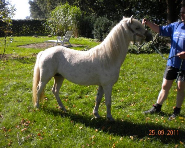 horse Aristo's Ivory (Welsh mountain pony (SEK.A), 2009, from Leemkuil's Ikor)