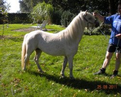 Pferd Aristo's Ivory (Welsh Mountain Pony (Sek.A), 2009, von Leemkuil's Ikor)