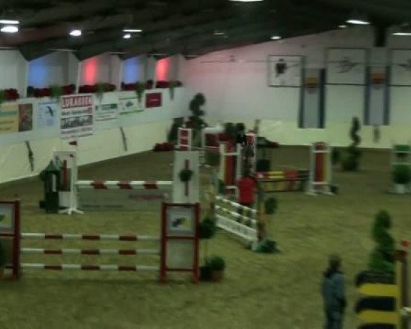 jumper Flocke 393 (German Riding Pony, 1995, from Vilas)