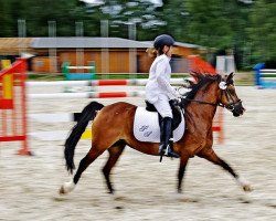 Pferd Chicobello Werries Albertus (Welsh Mountain Pony (Sek.A), 1997, von Abberthome's Hello-Boy)