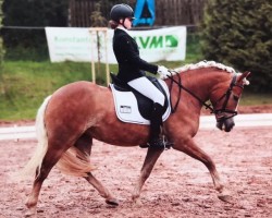 Pferd Bella Mia 20 (Haflinger, 2013, von liz. 205/T Apollo)