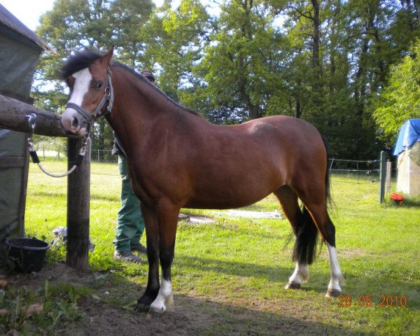 horse Golden Boy 153 (Welsh mountain pony (SEK.A), 2004, from Crumpwell Hamish)