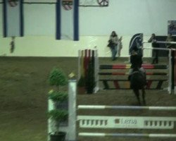 jumper Schoko 28 (German Riding Pony, 2003, from Valido)