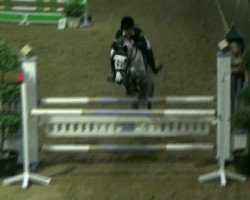 jumper La Muzie (Oldenburg show jumper, 2004, from Landor S)