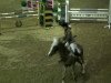 Springpferd V.Champion van Vrijhern (Belgisches Warmblut, 1998, von Power van Vrijhern)