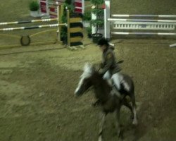 Springpferd V.Champion van Vrijhern (Belgisches Warmblut, 1998, von Power van Vrijhern)