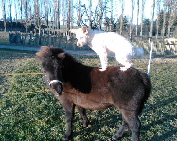 Pferd Sarria (Shetland Pony, 2010, von Favorit)