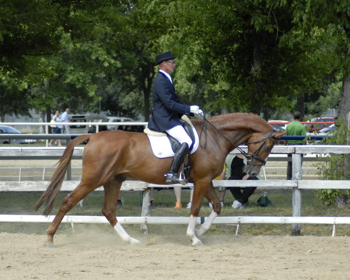 horse De-Rino-RS (Westphalian, 2006, from Del Rio)