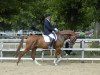 dressage horse De-Rino-RS (Westphalian, 2006, from Del Rio)