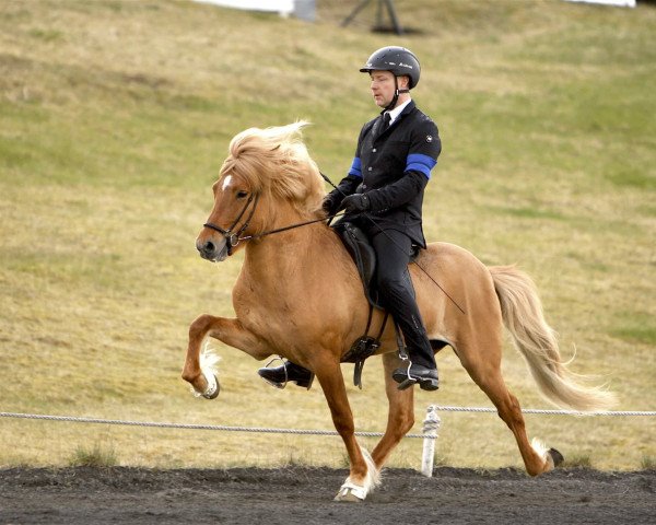 stallion Konsert frá Hofi (Iceland Horse, 2010, from Omur fra Kvistum)