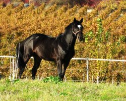 dressage horse Festival Felix (Oldenburg, 1996, from Festival Westfalia)