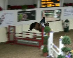 jumper Top Rainy Day (German Riding Pony, 2004, from Oosteinds Ricky)