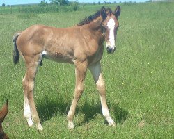 jumper Indiana James (Luxembourg horse, 2010, from Imothep)