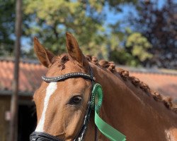 dressage horse Pascal (German Sport Horse, 2016, from Palmares)