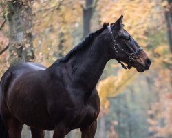 horse Gustafson Mh (French Trotter, 2010, from Hulk De Godisson)