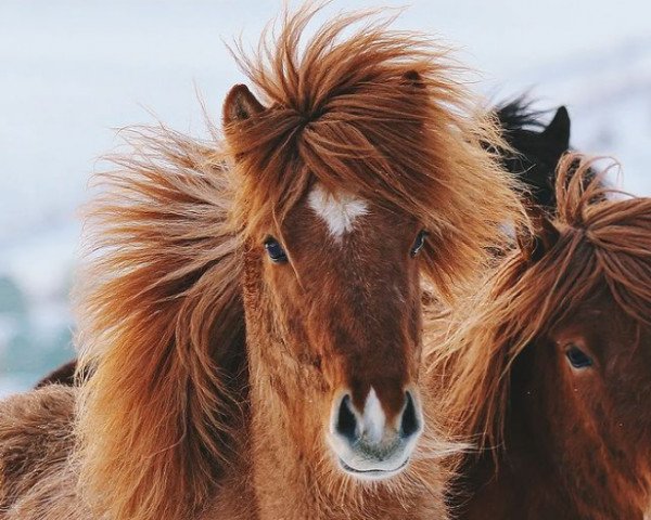 Pferd Mósart frá Heimahaga (Islandpferd,  , von Konsert frá Hofi)