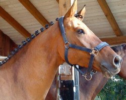 dressage horse M.D.'s Moet (Little German Riding Horse, 2002, from Ulfenbach Dream Boy)