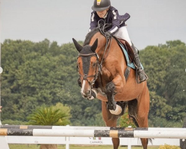 jumper Cardino 14 (Hanoverian, 2009, from Cardenio)