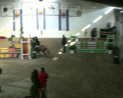 jumper Orchid's Touchstone (New Forest Pony, 2003, from Watershof Pretendent)