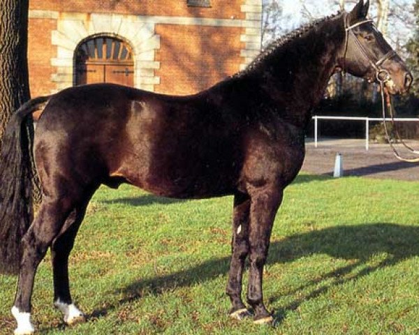 horse Acapulco (Hanoverian, 1980, from Akzent II)