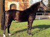 stallion Acapulco 99 FIN (Hanoverian, 1980, from Akzent II)