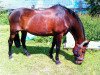 broodmare Lorina B (Danish Warmblood, 1988, from Locarno)