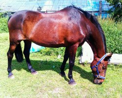 broodmare Lorina B (Danish Warmblood, 1988, from Locarno)