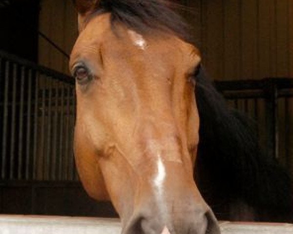 jumper Cesario (German Sport Horse, 2004, from Consul)