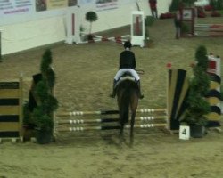 jumper Casanova 209 (German Riding Pony, 1994, from Czako ox)