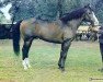 stallion Akwen 8864 (Little-Poland (malopolska), 1975, from Fordon xx)