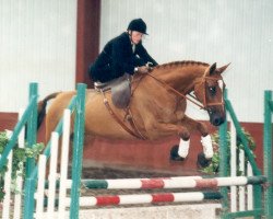 Zuchtstute Dagny (Holsteiner, 1989, von Calypso I)