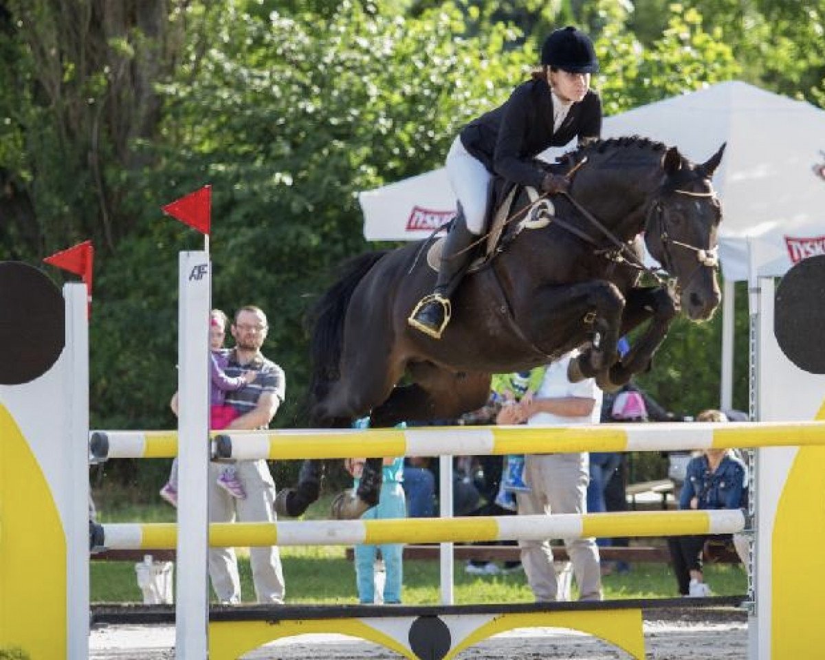 stallion Makler II (Little-Poland (malopolska), 2000, from Emerson)
