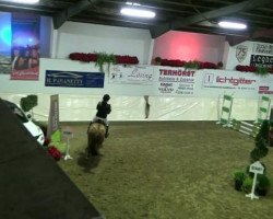 jumper Rocky van Schotten (German Riding Pony, 2003, from Renegade Z)