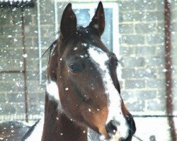 broodmare Lamia (Little-Poland (malopolska), 2004, from Emeryt)