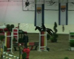 jumper Robby 237 (German Riding Pony, 1996, from Ralph)