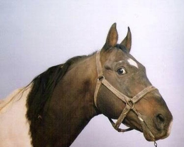 stallion Emeryt (Little-Poland (malopolska), 1990, from Hipokryta)