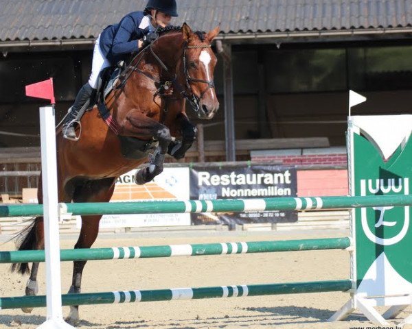 broodmare Qui-Lena (Luxembourg horse, 2006, from Quadrigus M)
