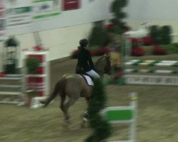 jumper Carpaccio 12 (German Riding Pony, 2004, from Contus)